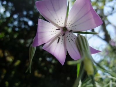 子育て